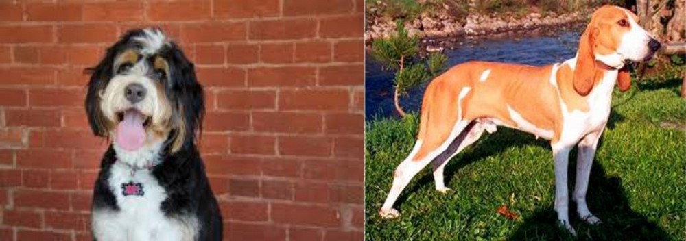 Schweizer Laufhund vs Bernedoodle - Breed Comparison