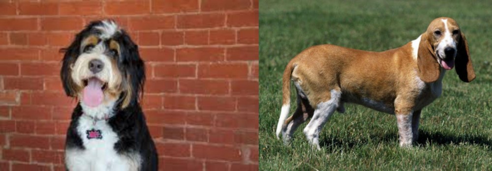 Schweizer Niederlaufhund vs Bernedoodle - Breed Comparison