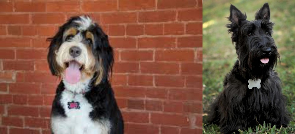 Scoland Terrier vs Bernedoodle - Breed Comparison