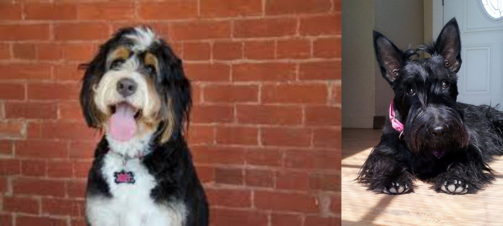 Scottish Terrier vs Bernedoodle - Breed Comparison