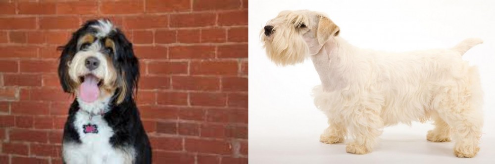 Sealyham Terrier vs Bernedoodle - Breed Comparison