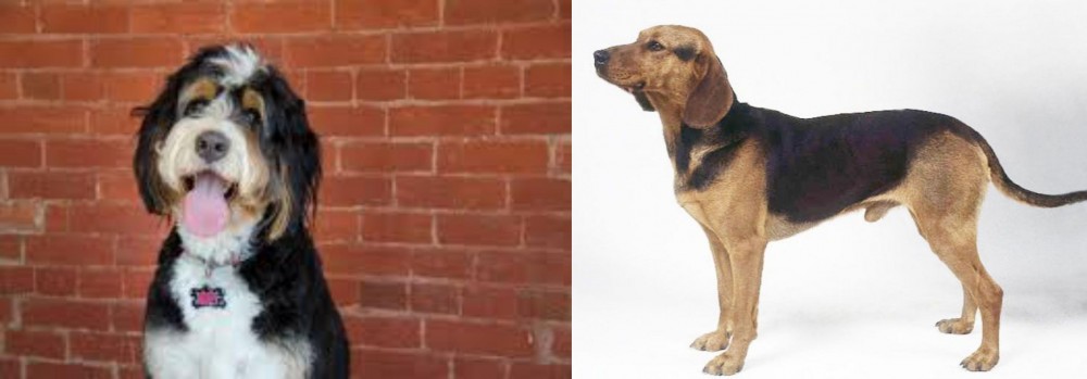 Serbian Hound vs Bernedoodle - Breed Comparison