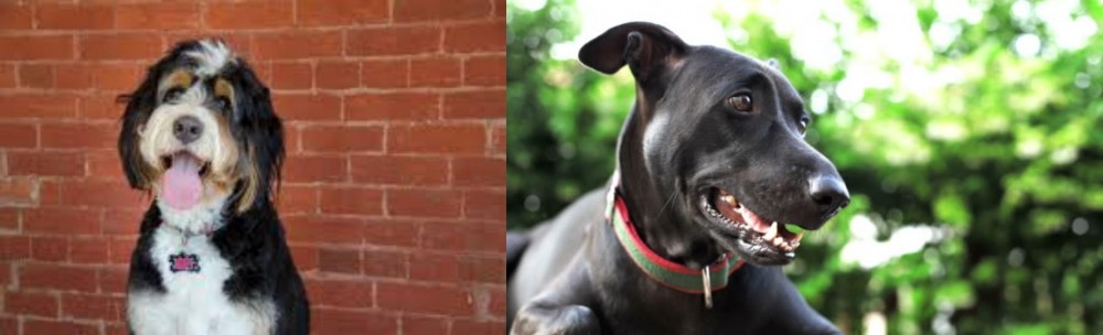 Shepard Labrador vs Bernedoodle - Breed Comparison