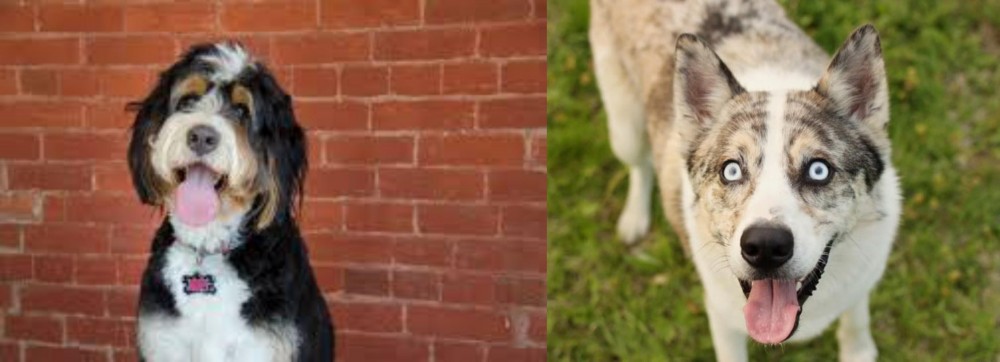 Shepherd Husky vs Bernedoodle - Breed Comparison