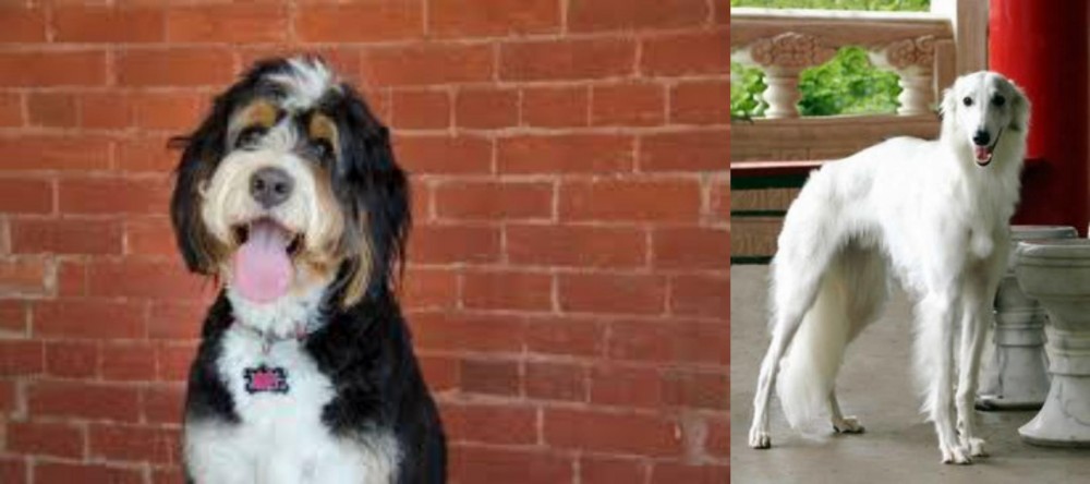 Silken Windhound vs Bernedoodle - Breed Comparison