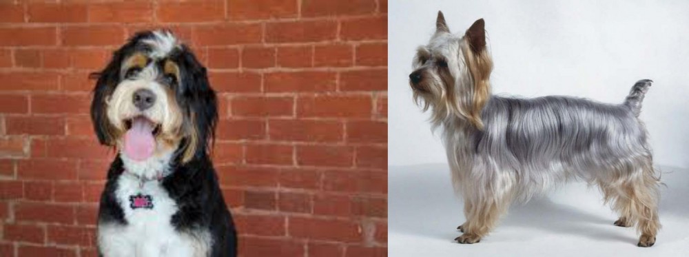 Silky Terrier vs Bernedoodle - Breed Comparison