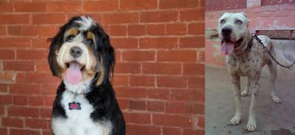 Sindh Mastiff vs Bernedoodle - Breed Comparison