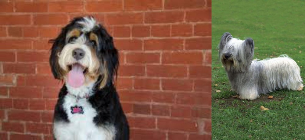 Skye Terrier vs Bernedoodle - Breed Comparison