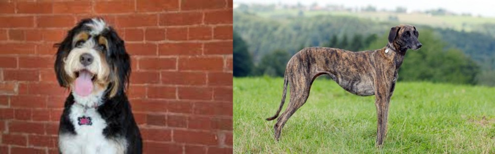 Sloughi vs Bernedoodle - Breed Comparison