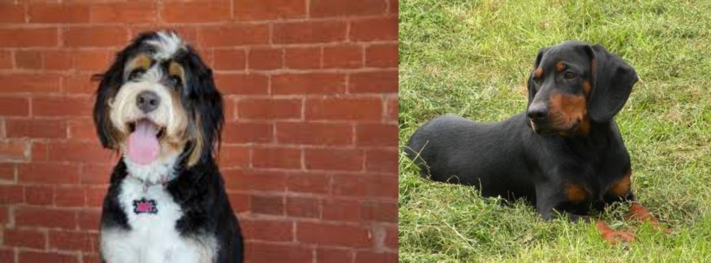 Slovakian Hound vs Bernedoodle - Breed Comparison