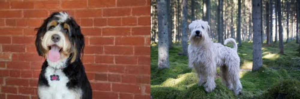 Soft-Coated Wheaten Terrier vs Bernedoodle - Breed Comparison