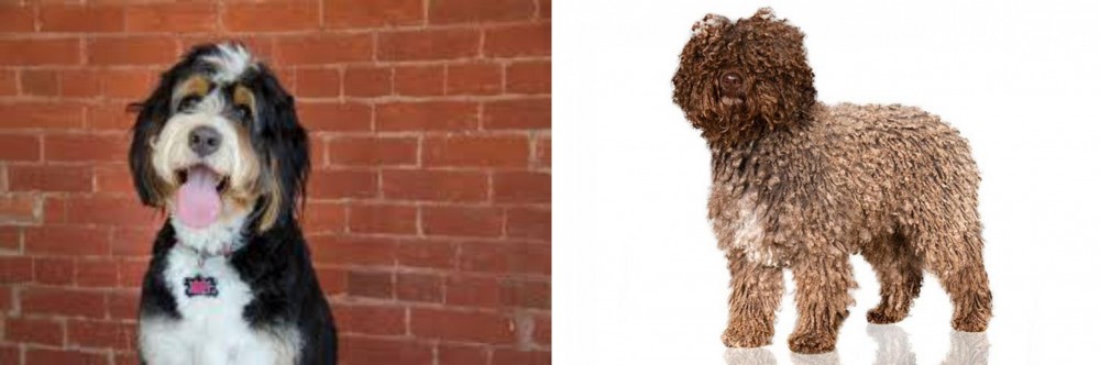 Spanish Water Dog vs Bernedoodle - Breed Comparison