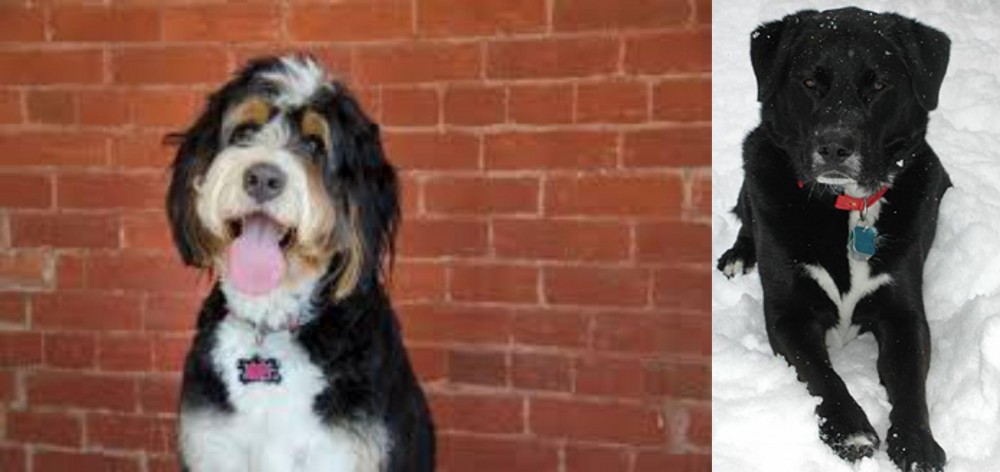 St. John's Water Dog vs Bernedoodle - Breed Comparison