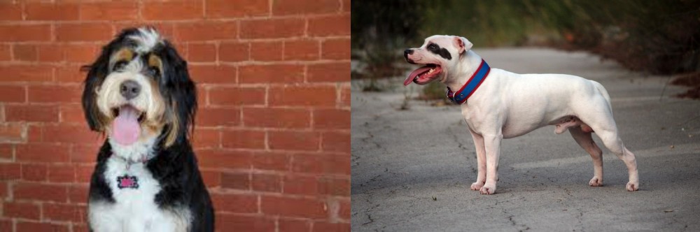 Staffordshire Bull Terrier vs Bernedoodle - Breed Comparison