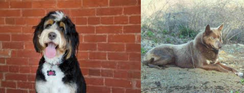 Tahltan Bear Dog vs Bernedoodle - Breed Comparison