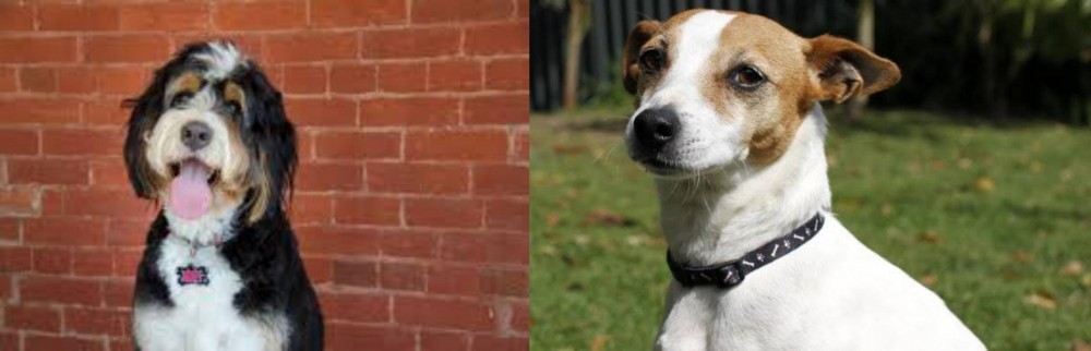 Tenterfield Terrier vs Bernedoodle - Breed Comparison