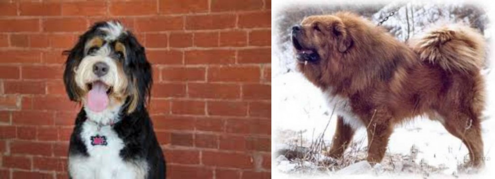 Tibetan Kyi Apso vs Bernedoodle - Breed Comparison