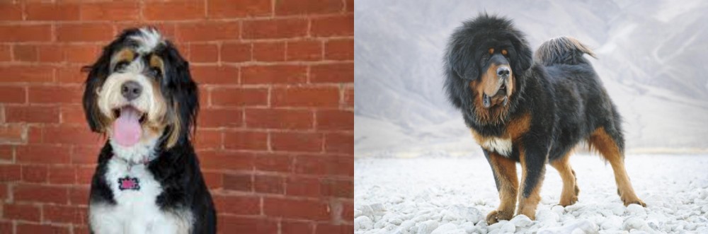 Tibetan Mastiff vs Bernedoodle - Breed Comparison