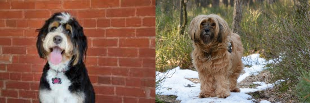 Tibetan Terrier vs Bernedoodle - Breed Comparison