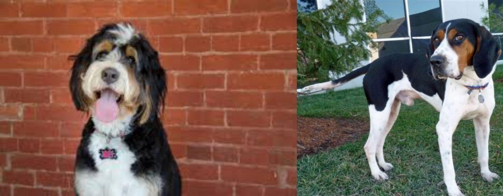 Treeing Walker Coonhound vs Bernedoodle - Breed Comparison