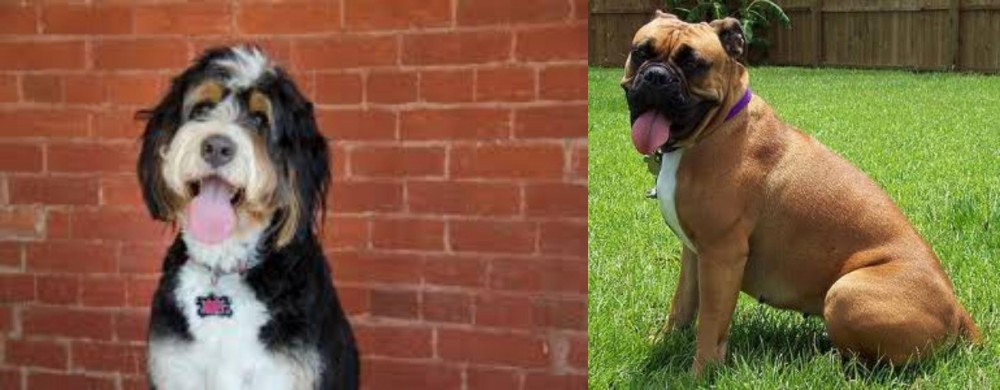Valley Bulldog vs Bernedoodle - Breed Comparison