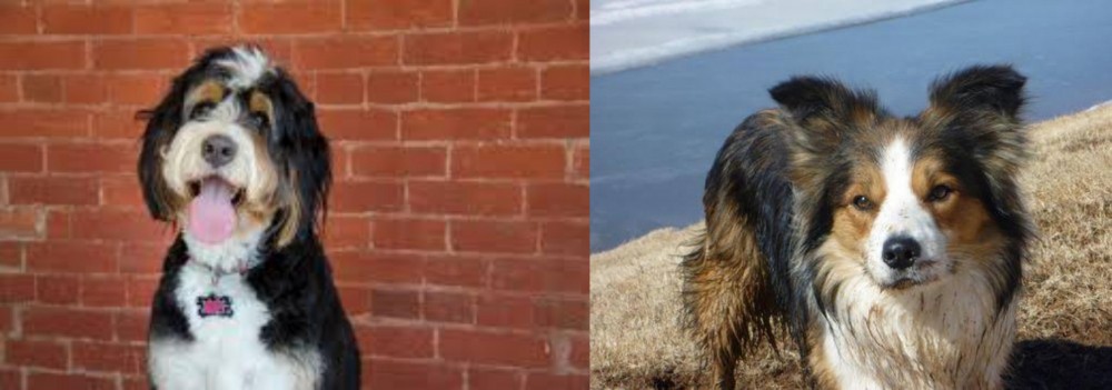 Welsh Sheepdog vs Bernedoodle - Breed Comparison