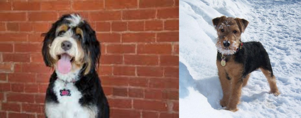 Welsh Terrier vs Bernedoodle - Breed Comparison