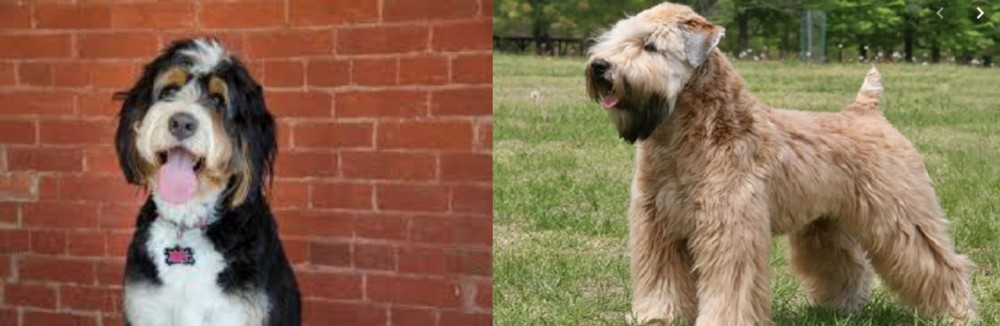Wheaten Terrier vs Bernedoodle - Breed Comparison