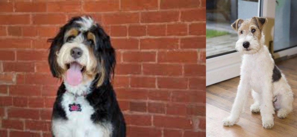 Wire Fox Terrier vs Bernedoodle - Breed Comparison