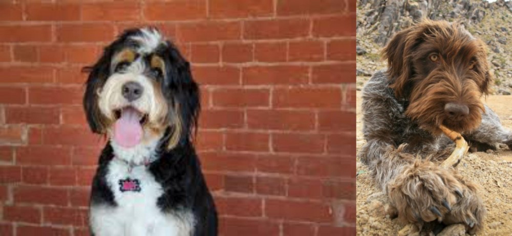 Wirehaired Pointing Griffon vs Bernedoodle - Breed Comparison
