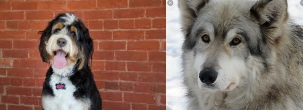 Wolfdog vs Bernedoodle - Breed Comparison