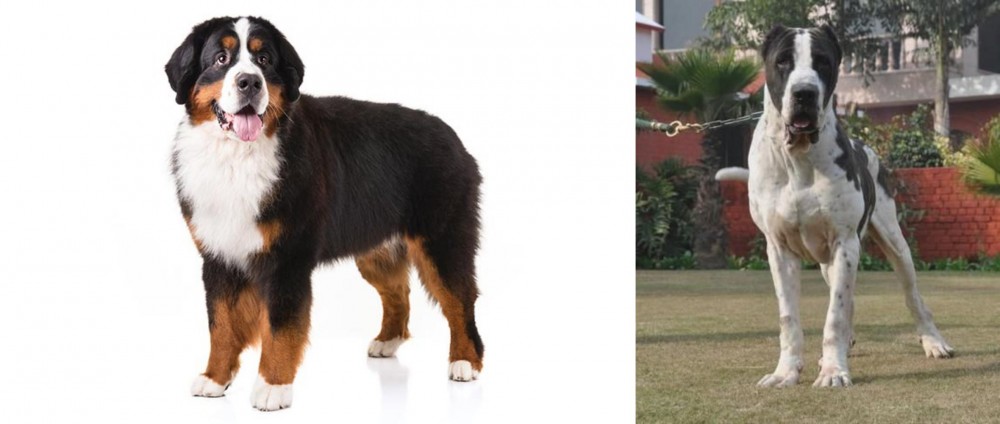Alangu Mastiff vs Bernese Mountain Dog - Breed Comparison