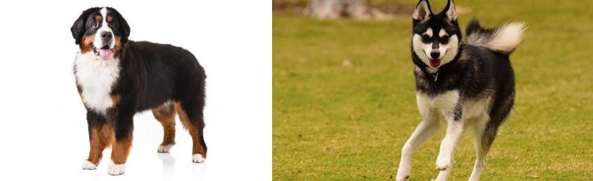 Alaskan Klee Kai vs Bernese Mountain Dog - Breed Comparison
