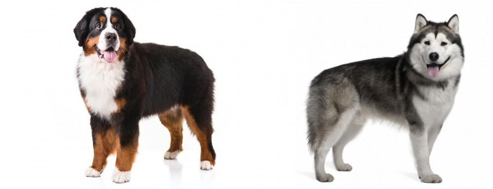 Alaskan Malamute vs Bernese Mountain Dog - Breed Comparison