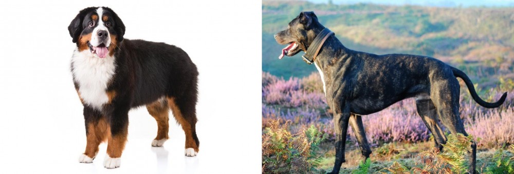 Alaunt vs Bernese Mountain Dog - Breed Comparison