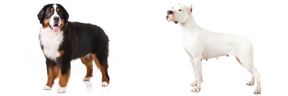 Argentine Dogo vs Bernese Mountain Dog - Breed Comparison