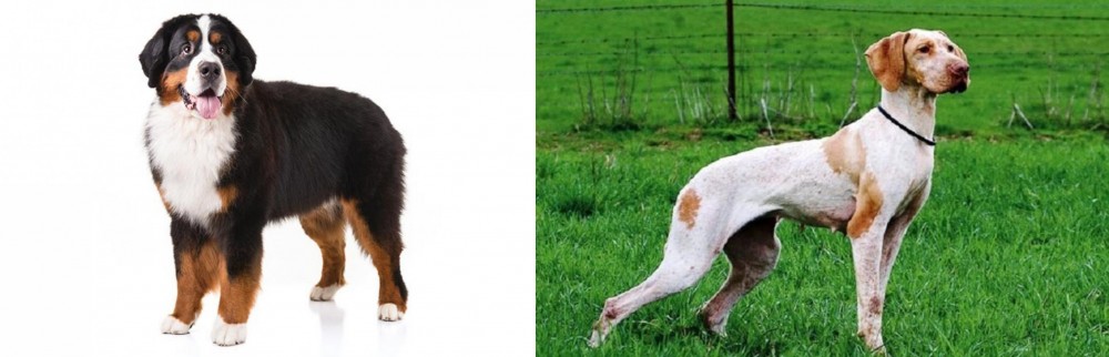 Ariege Pointer vs Bernese Mountain Dog - Breed Comparison