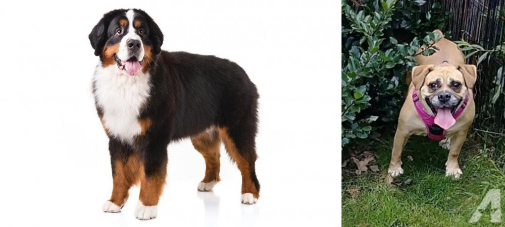 Beabull vs Bernese Mountain Dog - Breed Comparison