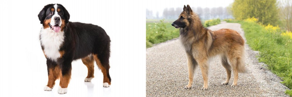 Belgian Shepherd Dog (Tervuren) vs Bernese Mountain Dog - Breed Comparison