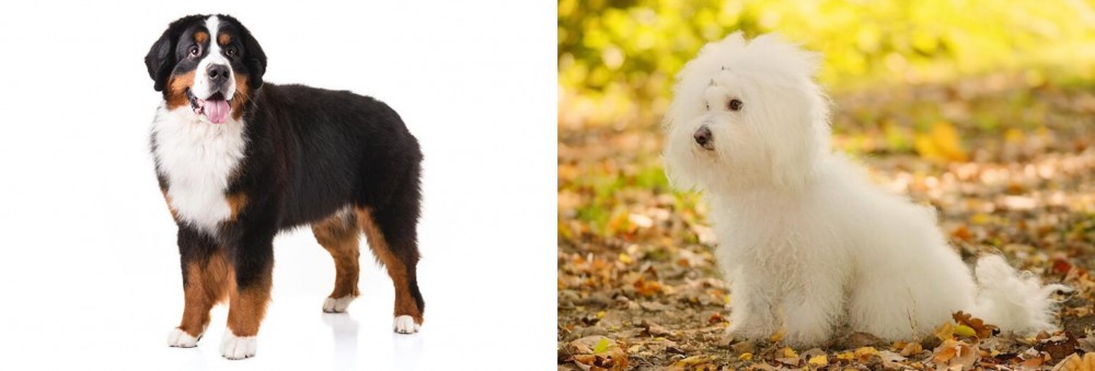 Bichon Bolognese vs Bernese Mountain Dog - Breed Comparison
