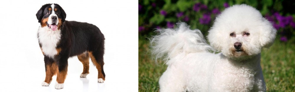 Bichon Frise vs Bernese Mountain Dog - Breed Comparison
