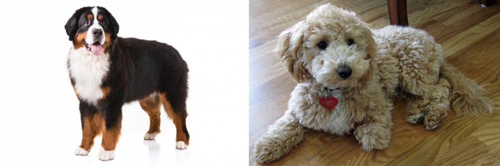 Bichonpoo vs Bernese Mountain Dog - Breed Comparison
