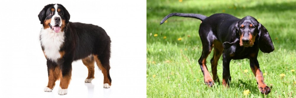Black and Tan Coonhound vs Bernese Mountain Dog - Breed Comparison