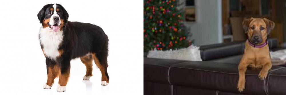 Black Mouth Cur vs Bernese Mountain Dog - Breed Comparison