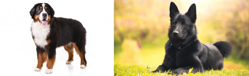 Black Norwegian Elkhound vs Bernese Mountain Dog - Breed Comparison