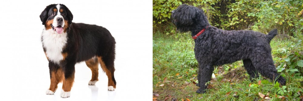 Black Russian Terrier vs Bernese Mountain Dog - Breed Comparison