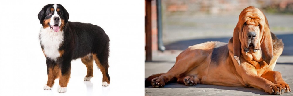 Bloodhound vs Bernese Mountain Dog - Breed Comparison