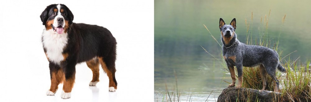 Blue Healer vs Bernese Mountain Dog - Breed Comparison