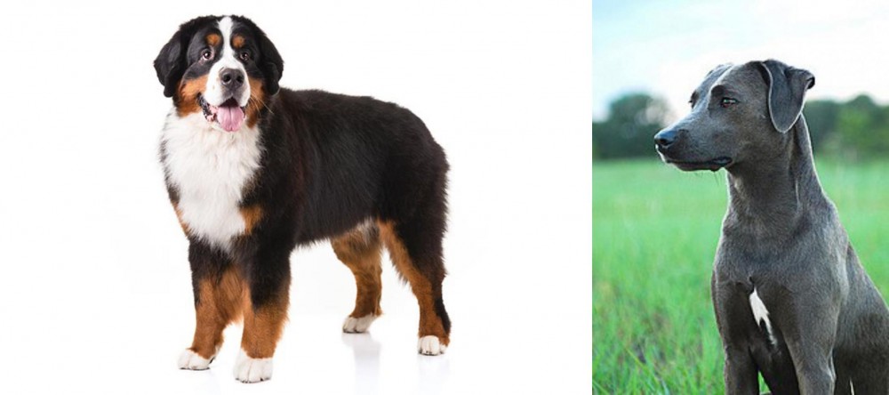 Blue Lacy vs Bernese Mountain Dog - Breed Comparison