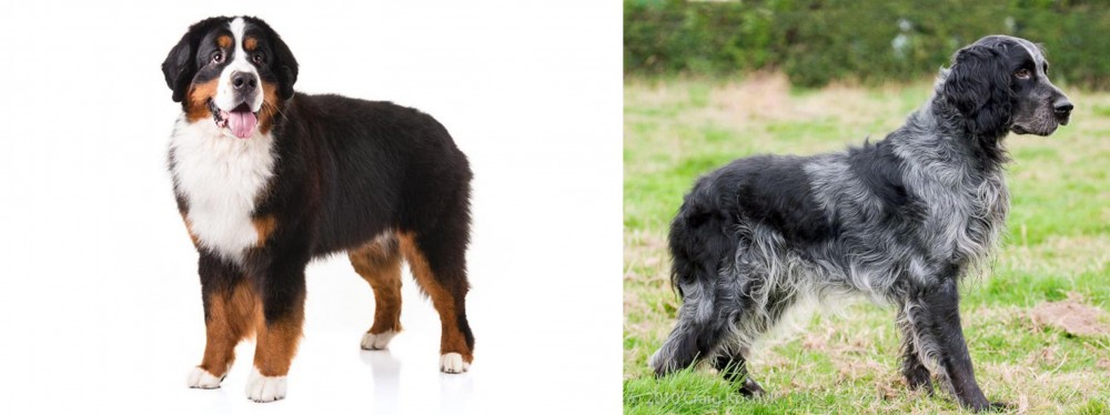 Blue Picardy Spaniel vs Bernese Mountain Dog - Breed Comparison